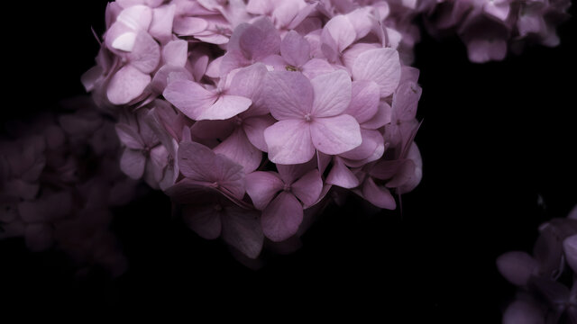 微距绣球粉紫