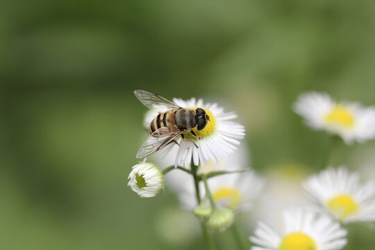 雏菊上的蜜蜂