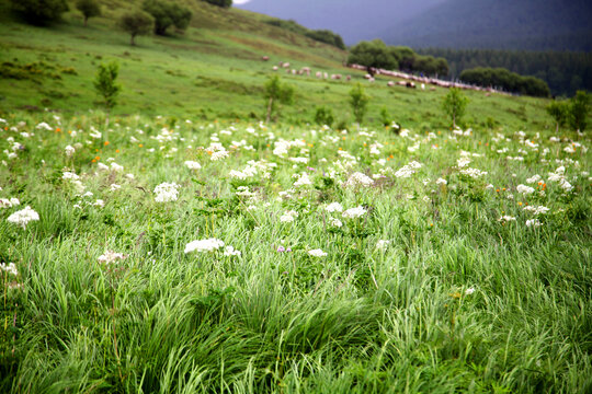草原植物白花