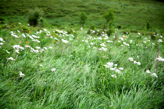 草原植物白花