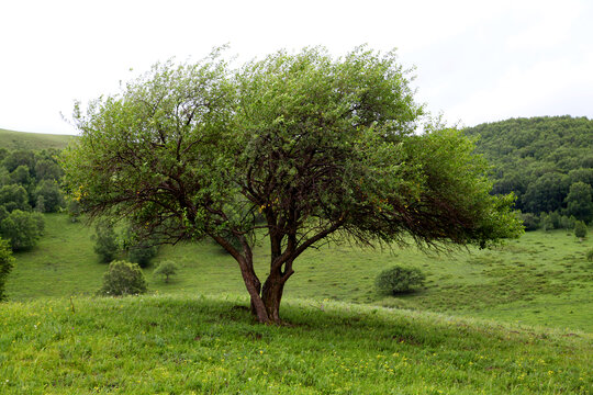 大草原植物