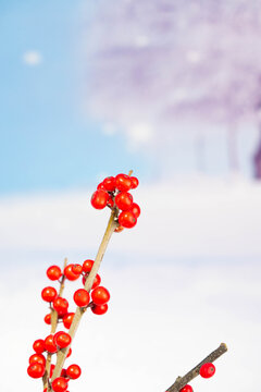 冬季大寒小寒雪景红果