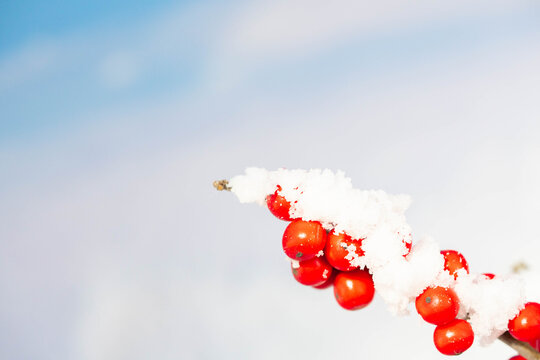 冬季大寒小寒雪景红果