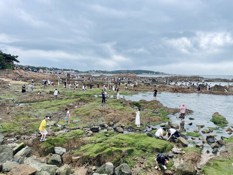 青岛赶海