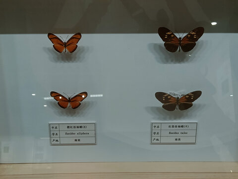 橙色佳袖蝶