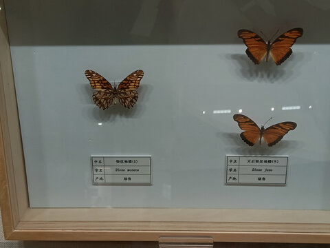 银纹袖蝶