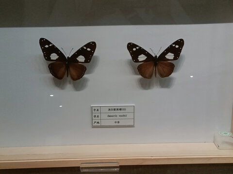 灰白窗斑蝶