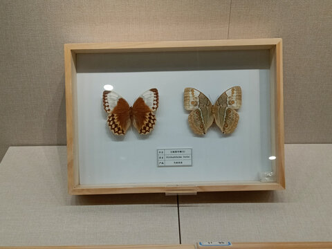 白袖箭环蝶标本