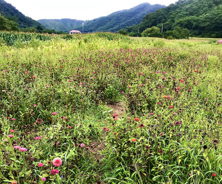 田野