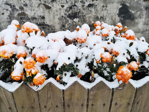 雪景