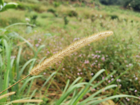 野草