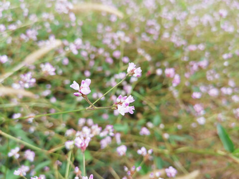 刺蓼野花