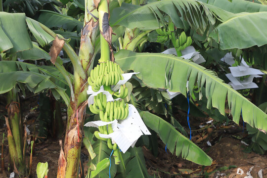 香蕉种植