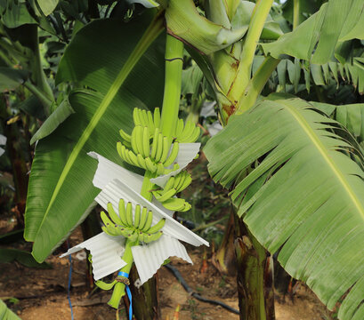 香蕉种植