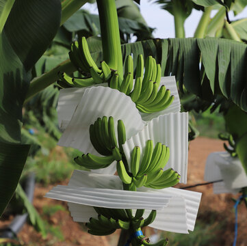 香蕉种植