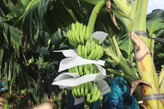 香蕉林
