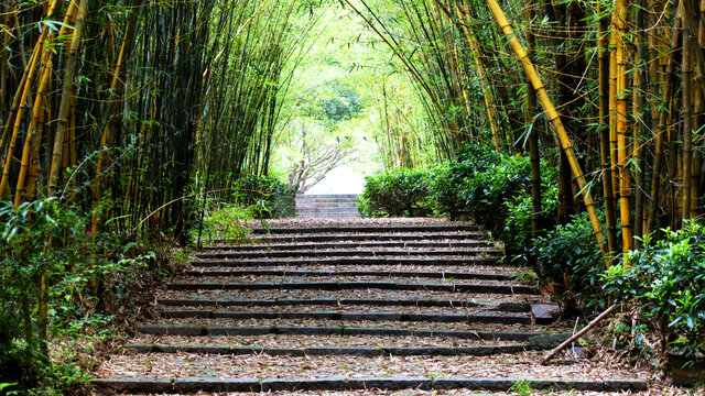 竹林小路