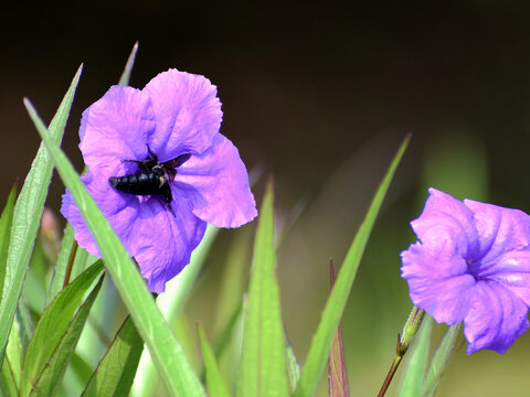 兰花草