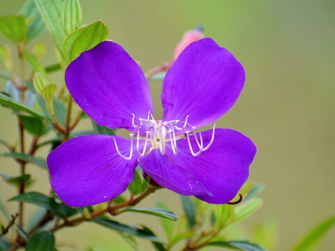 蓝色小花