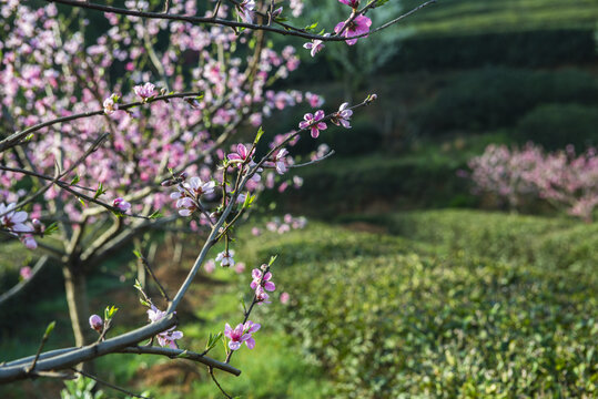 桃花盛开