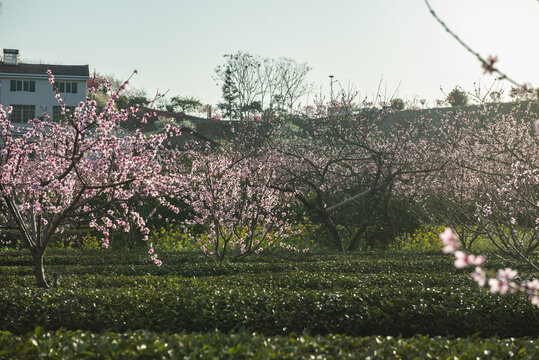 桃花盛开