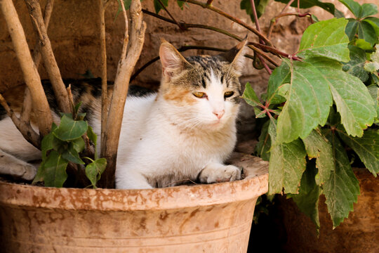 花盆里长出的猫