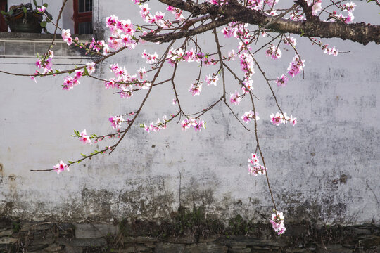 庆源古村桃花