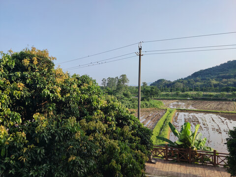 稻田电线杆