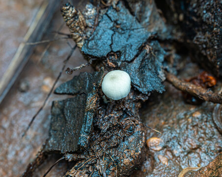 雨后野外生长的蘑菇