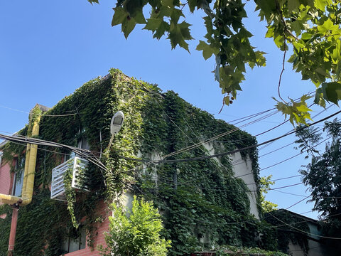 红墙建筑爬山虎