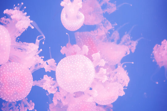 粉红色水母