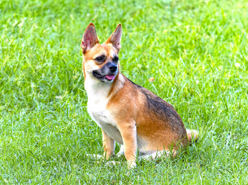 田园犬