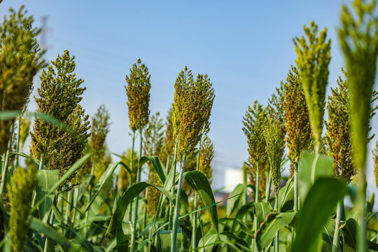 高粱种植