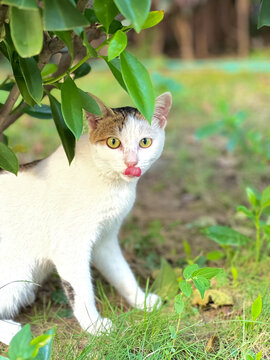 花猫