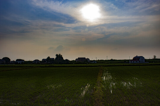 黄昏的稻田
