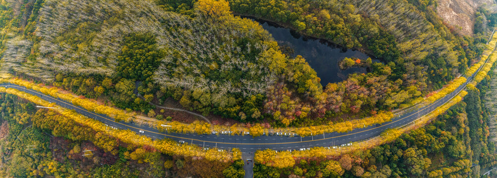 枫林路