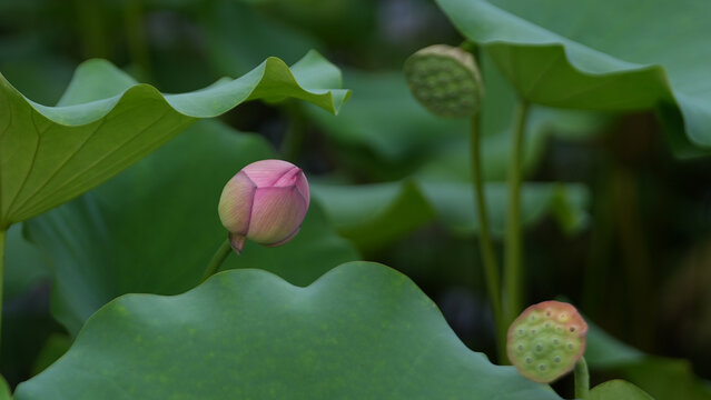 荷花