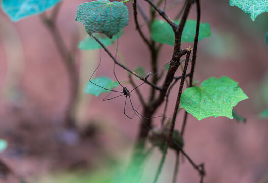 植物上的长脚盲蛛