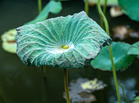 荷叶上的水珠