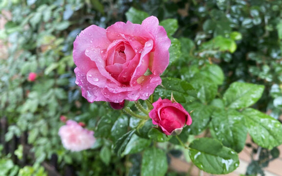 初雨玫瑰