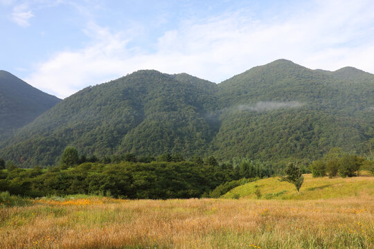 高山森林植被