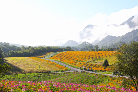 红池坝花田