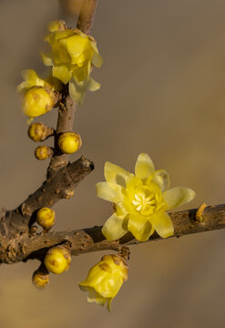 蜡梅花