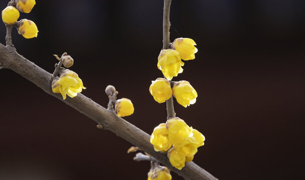 蜡梅花