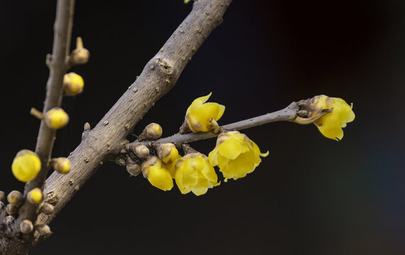 蜡梅花