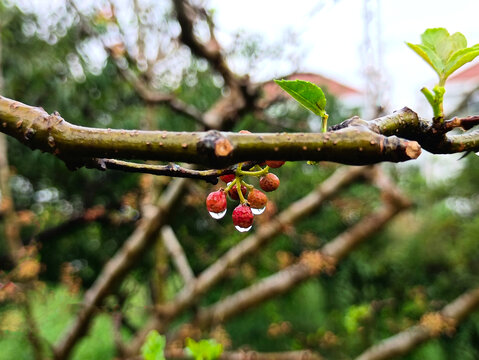 雨露花椒