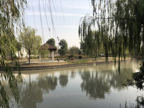 江南垂柳