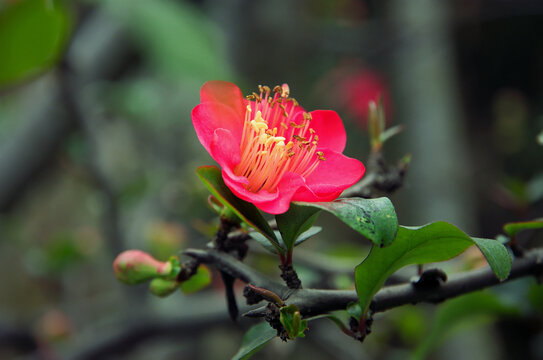 红色海棠花开