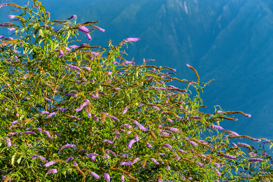 山花