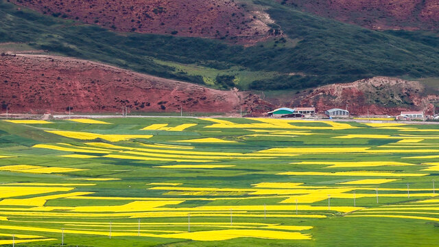 祁连门源油菜花海